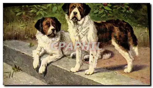 Cartes postales Chien Chiens Chiot