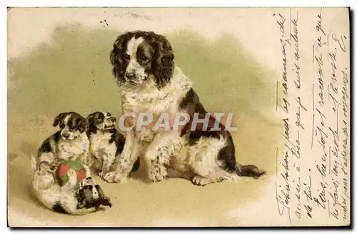 Cartes postales Chien Chiens Chiot