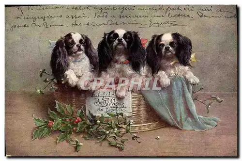 Cartes postales Chien Chiens Chiot