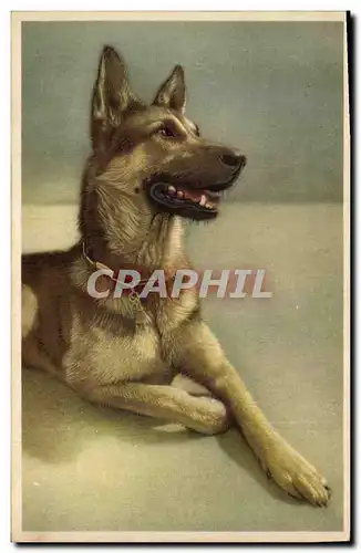 Cartes postales Chien Chiens Chiot