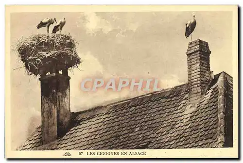 Cartes postales Folklore Alsace Les cigognes en Alsace