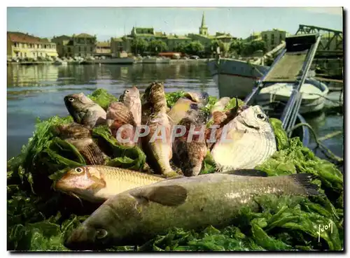 Cartes postales moderne Les poissons et la recette de la vraie Bouillabaisse