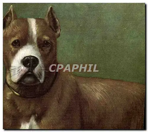 Cartes postales Chien Chiens Chiot