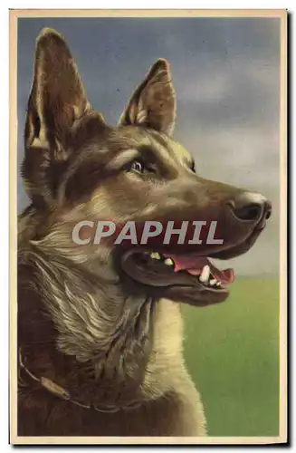 Cartes postales Chien Chiens Chiot