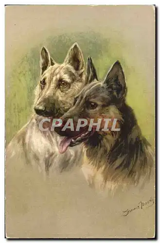 Cartes postales Chien Chiens Chiot