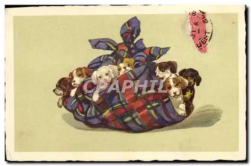 Cartes postales Chien Chiens Chiot