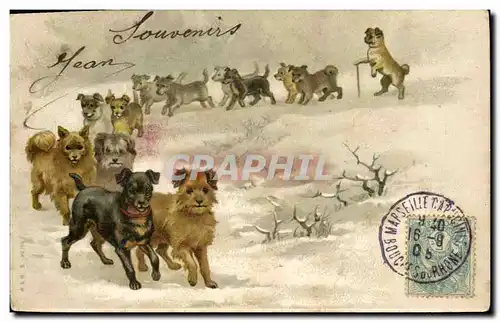 Cartes postales Chien Chiens Chiot