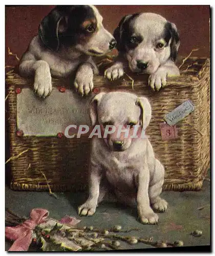 Cartes postales Chien Chiens Chiot