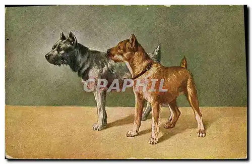 Cartes postales Chien Chiot Chiens