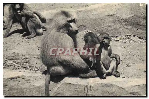 Ansichtskarte AK Singe Parc zoologique du Bois de Vincennes Paris Zoo Une famille de singes Hamadryas