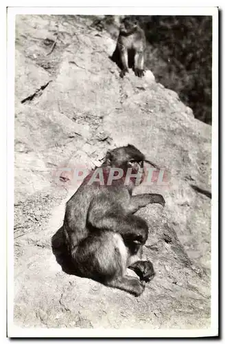 Cartes postales Singe Blida Un vieil habitue du ruisseau des singes