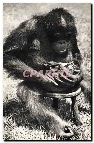 Cartes postales Singe Femelee chimpanze et son petit