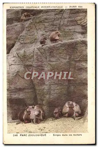 Ansichtskarte AK Singe Paris Exposition coloniale internationale 1931 Parc zoologique Singes dans les rochers