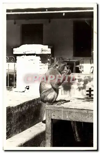 Cartes postales Singe Blida Type de singe en liberte