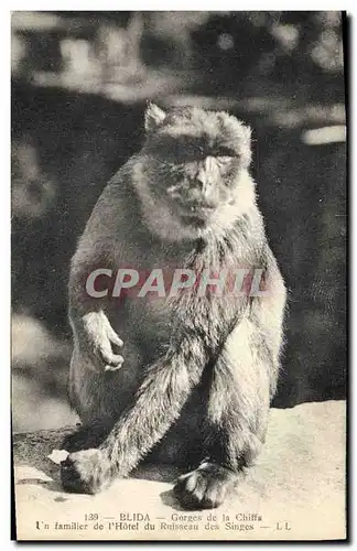 Ansichtskarte AK Singe Blida Gorges de la Chiffa Un familier de l&#39hotel du Ruisseau des Singes