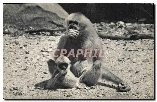 Ansichtskarte AK Singe Gibbon et son petit Parc zoologique du bois de Vincennes Zoo