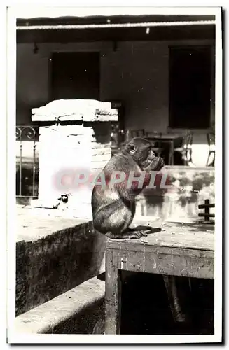 Cartes postales Singe Blida Type de singe en liberte