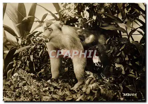 Cartes postales Singe Baboon