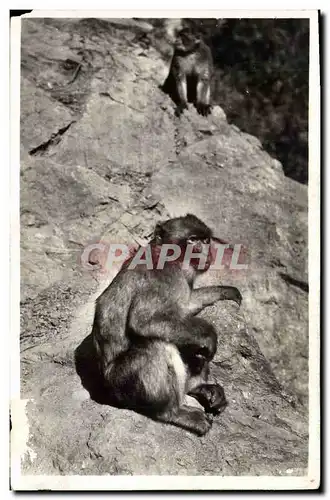 Cartes postales Singe Blida Un vieil habitue du Ruisseau des singes