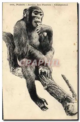 Cartes postales Singe Paris Jardin des Plantes Chimpanze