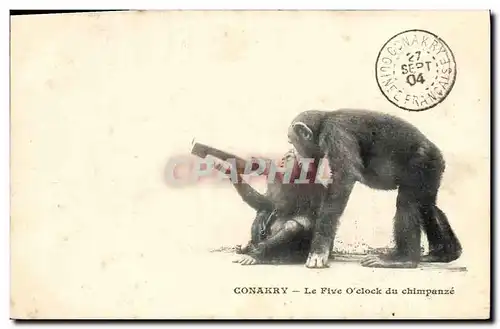 Cartes postales Singe Conakry Guinee Le Five O&#39clock du chimpanze