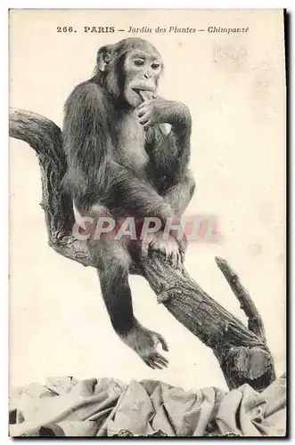 Cartes postales Singe Paris Jardin des Plantes Chimpanze