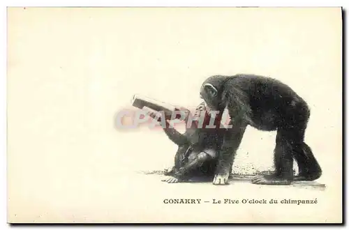 Cartes postales Singe Conakry Guinee Le Five O&#39clock du chimpanze