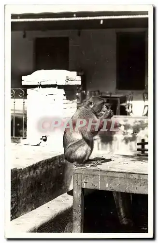 Cartes postales moderne Singe Blida Type de singe en liberte