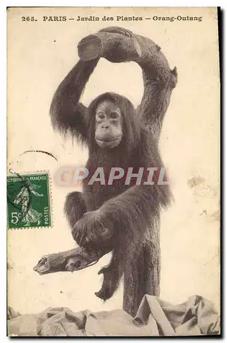 Ansichtskarte AK Singe Paris Jardin des Plantes Orang Outang