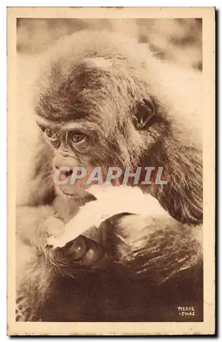 Cartes postales Singe Portrait d&#39un petit gorille