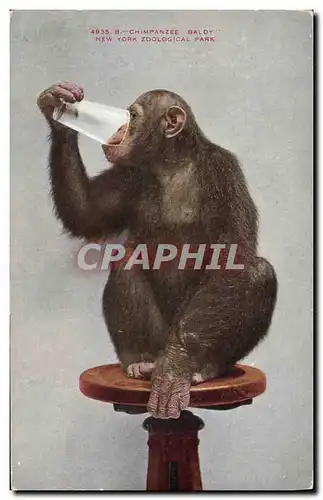 Ansichtskarte AK Singe Chimpanzee Baldy New York Zoological park Zoo