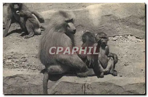 Ansichtskarte AK Singe Paris Museum d&#39histoire naturelle Parc Zoologique du Bois de Vincennes Zoo Une famille