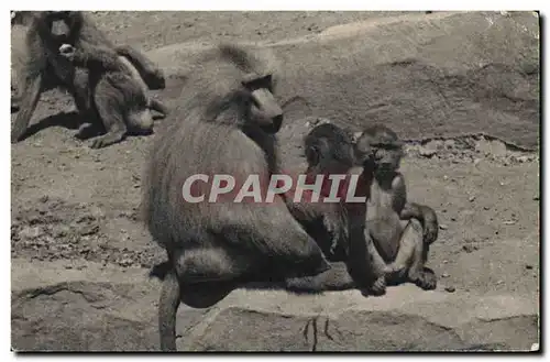 Ansichtskarte AK Singe Paris Museum d&#39histoire naturelle Parc Zoologique du Bois de Vincennes Zoo