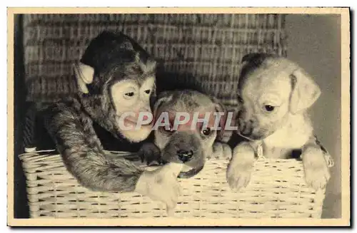 Cartes postales Singe Chien Chiot