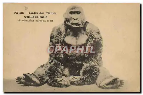 Ansichtskarte AK Singe Paris Jardin des plantes Gorille en chair photographie apres sa mort