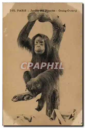 Ansichtskarte AK Singe Paris Jardin des Plantes Orang Outang