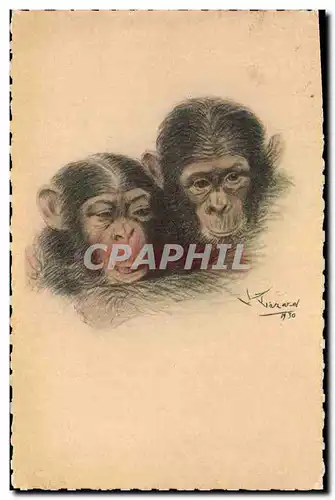 Cartes postales Singe Paris Exposition coloniale internationale 1931 Couple de chimpanzes