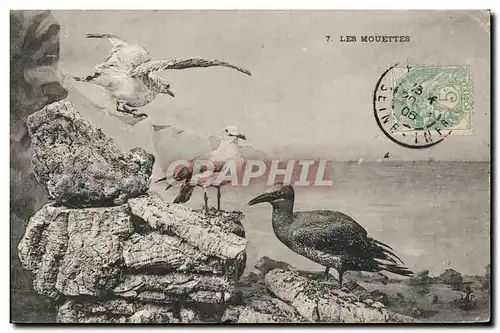 Cartes postales Les mouettes