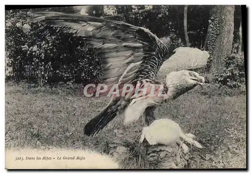 Cartes postales Le grand aigle Rapace