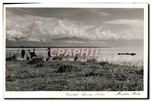 Cartes postales Central African lakes Marabou Storks