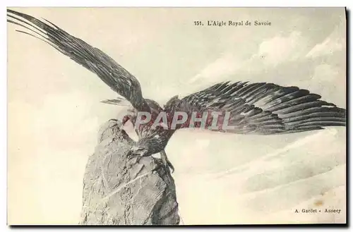 Cartes postales L&#39aigle Royal de Savoie Rapace