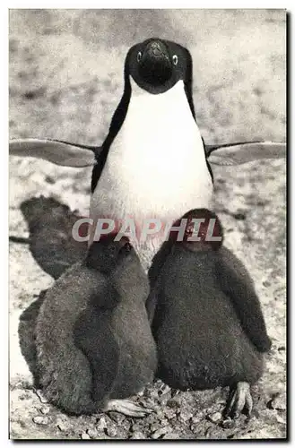 Moderne Karte Femelle pingouin et ses petits