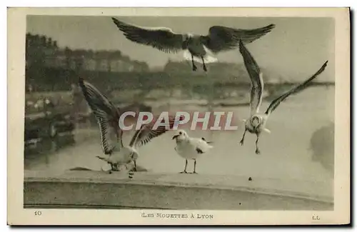 Ansichtskarte AK Les mouettes a Lyon