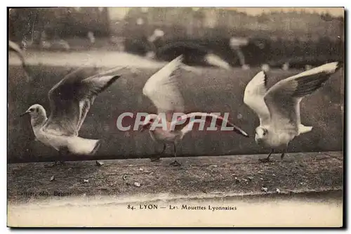 Ansichtskarte AK Lyon Les mouettes Lyonnaises