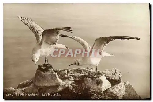 Cartes postales Lac de Neuchatel Les mouettes