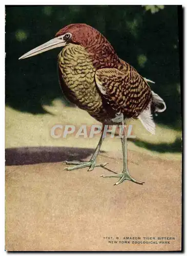 Cartes postales Amazon Tiger bittern New York Zoological Park Zoo