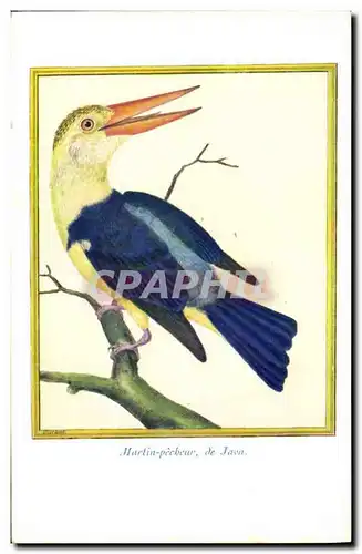 Cartes postales Martin Pecheur de Java