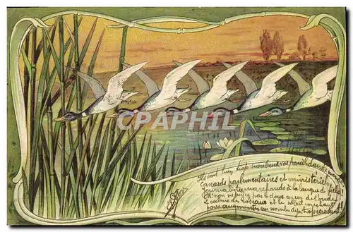 Cartes postales Canards