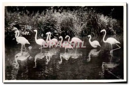 Moderne Karte Parc zoologique de Cleres Flamants roses Zoo