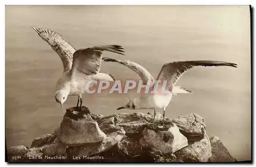 Ansichtskarte AK Suisse lac de Neuchatel Les mouettes